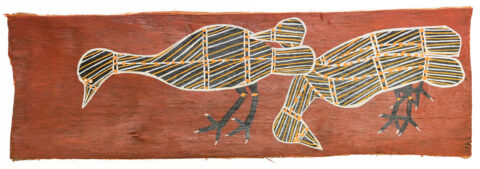 Kernalk (Ibis) - Bark - Joe Guymala