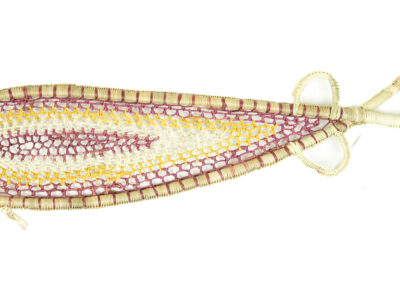 Djenj (Fish)